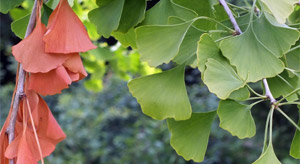 Ginkgo biloba